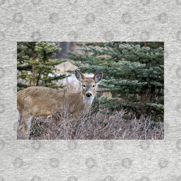 White tailed deer by CanadianWild418